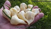 Chupebrains White - Pepper Seeds - White Hot Peppers
